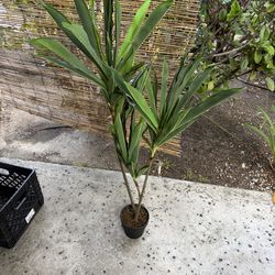 Cordyline Artificial Plant 48”