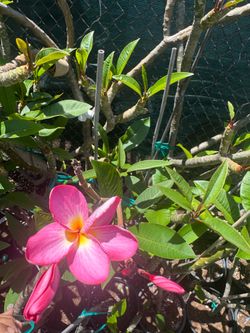 Plumeria Plant - Vienna Rose