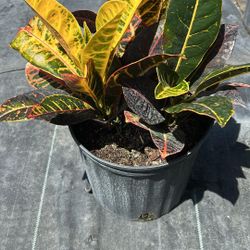 Croton Petra - 3 Gallons