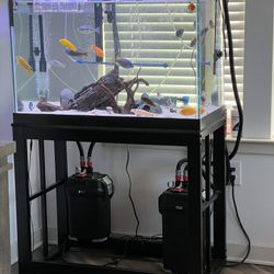 Fish Tank 