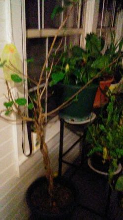 Plants