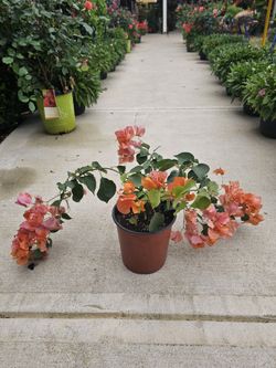 One Gallon Bugambilia PLANTS ARRIVE, BEAUTIFUL AND HEALTHY. $12 EACH