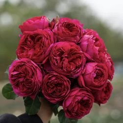 Rare Chinese Rose Plant-Cixuan