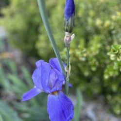 Iris Bulbs (5 Total, Blue-purple)