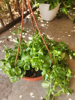 sun roses plant