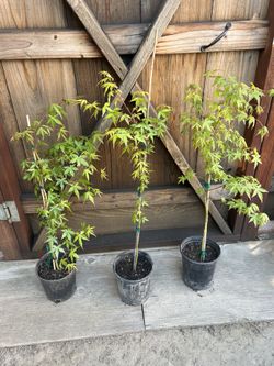 Green Japanese maples $25 Each.