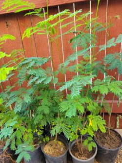 Leucaena Tree ( Kathom Thet)
