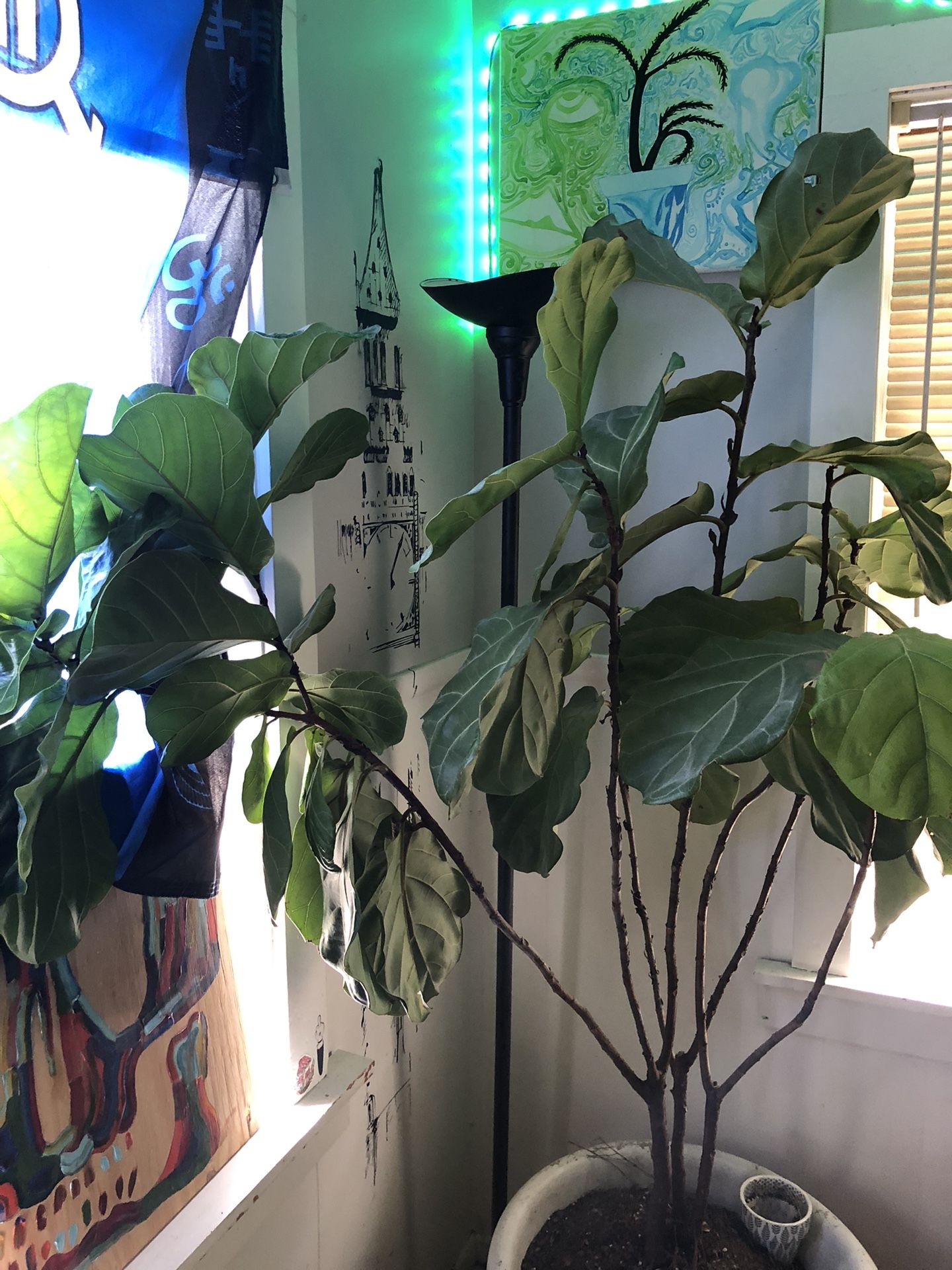 Fiddle Leaf For Sale! Over 5ft