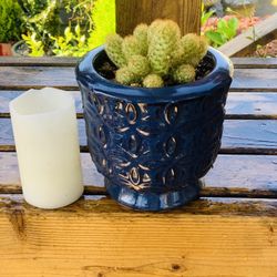 Live indoor Golden Star cactus 🌵 plant in a textured ceramic planter urn pot—firm price