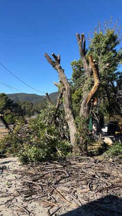 Free walnut firewood