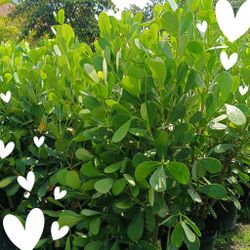 Clusia Privacy Hedge Plants 7gl Overgrown 4.5ft $23🌿🌿🌿