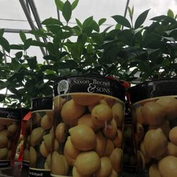 Lemon Citrus 1 Gal Plant