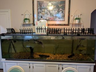 220 Gallon Aquarium, Stand and Filter 1000 OBO