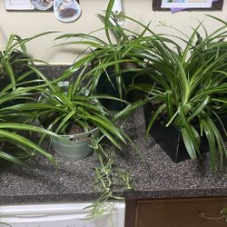 Live Plants