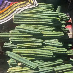 San Pedro Cactus