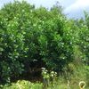 Greenview Nursery