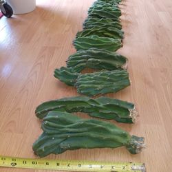 15 PC 10 Lb Growers Box Monstrose Peruvian Apple Cactus Cutting  5"-12"