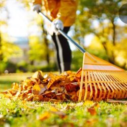 Need Your Yard Raked??!?! 