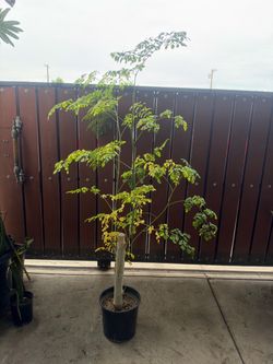 Moringa tree
