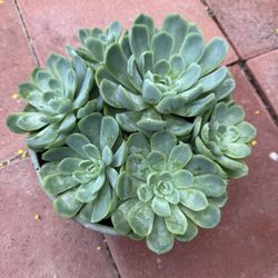 Mexican snow ball or Echeveria elegant
