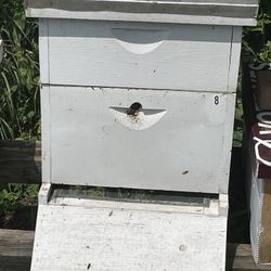 Honey Bee Hive With Bees