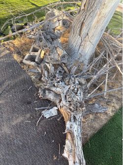 Fire wood