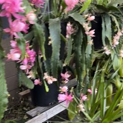 Cactus flowers