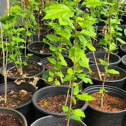 Rose of Sharon Shrubs (HIBISCUS FAMILY)