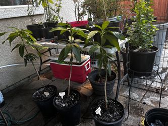 Manila Mango Tree
