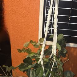 Plant Macrame 