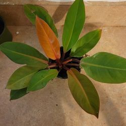 Beautiful Prince Of Orange. 