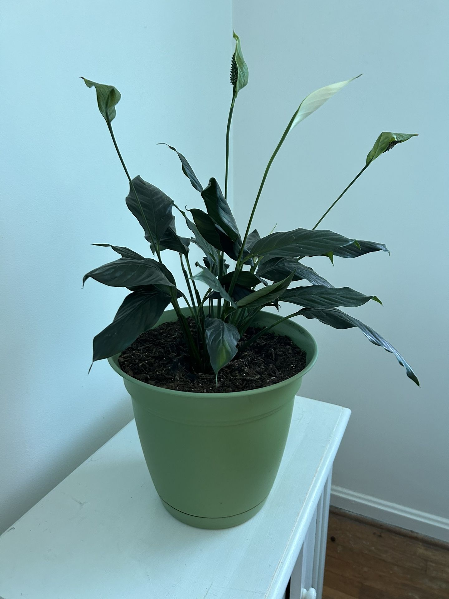 Peace Lily Plant