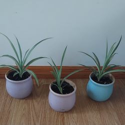 3 Spider Plants Great For Offices and Indoor Gardens. 