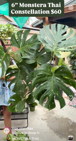 Monstera Thai Constellation 6”Pot