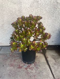 Jade Plant Bonsai
