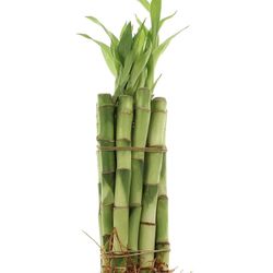 Lucky Bamboo 6in X 10 Stalks FREE Liquid Fertilizer 富贵竹