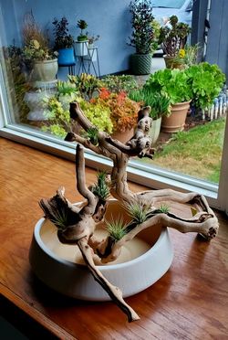 Succulent Design By Loki