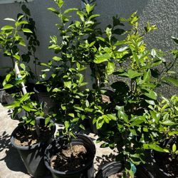 Plantas De Lima Disponibles