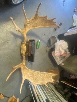 Moose antlers with skull plate