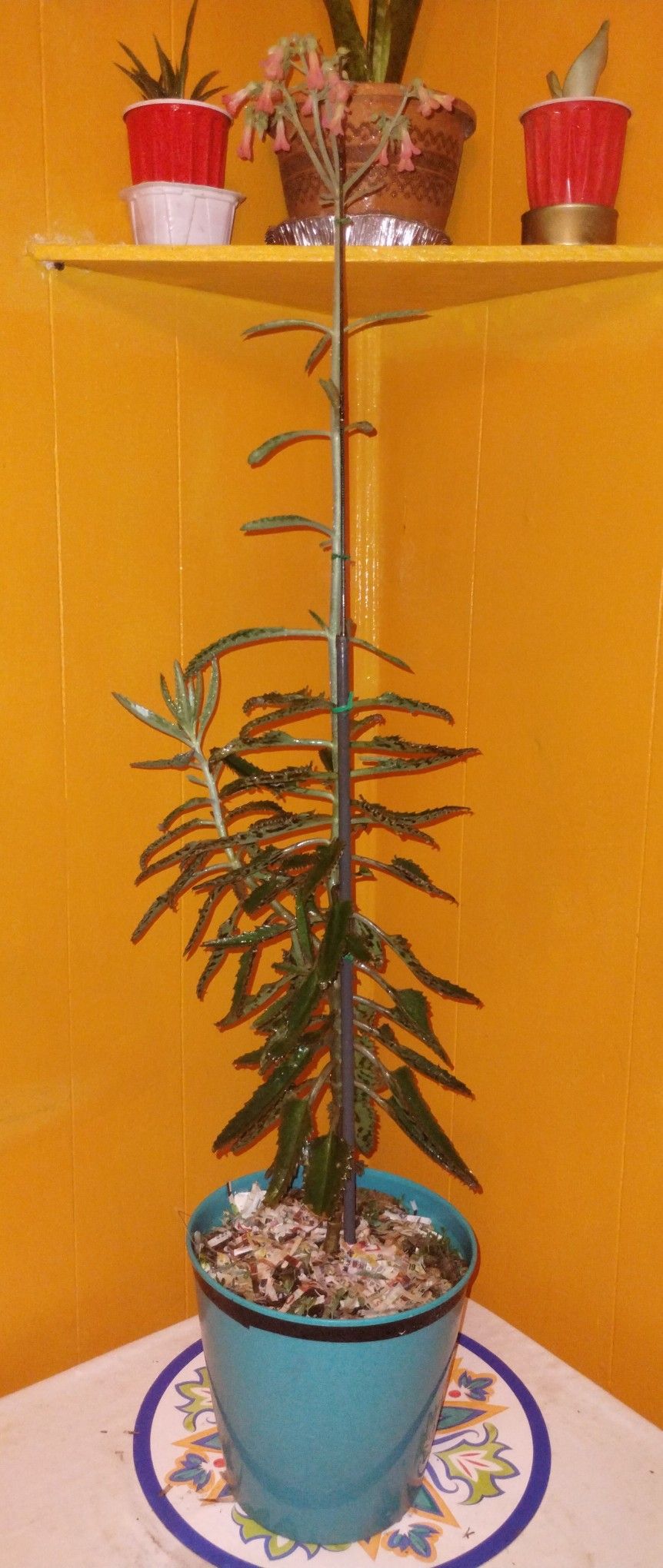 Mother Of A Thousand