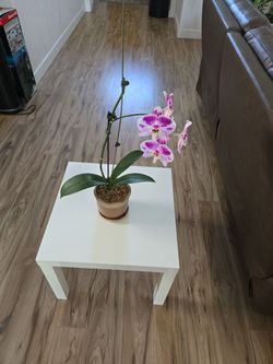 Orchids