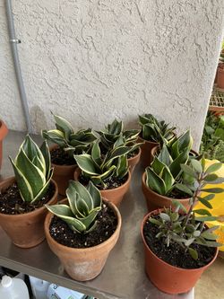 Snake Plant 