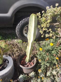 Euphorbia Ammak