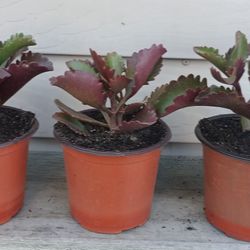 Kalanchoe Longiflora Succulent Plants 🪴 $4 Each Plant 