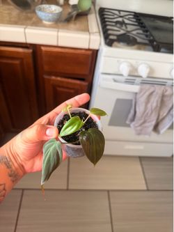 Houseplants
