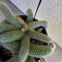 🐒🌵Monkey Tail Cactus🐒🌵