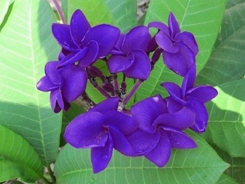 Plumeria Hybrid Full Violet
