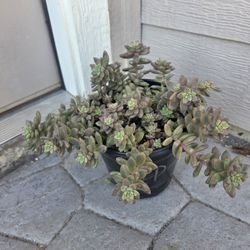 sedeveria pink granite Succulents 
