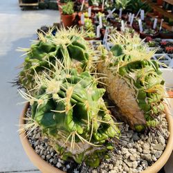 Monster Monster 👹 Berrel Cactus Cluster Imported
