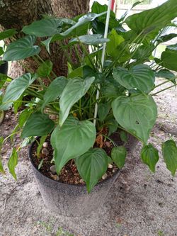Free Buddha palms to deserving homes